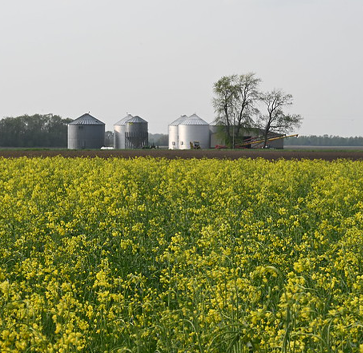 Cover Crop 724×704