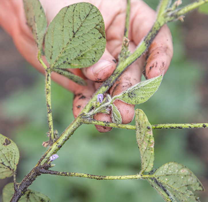 Soybean Stem Pests 724×704