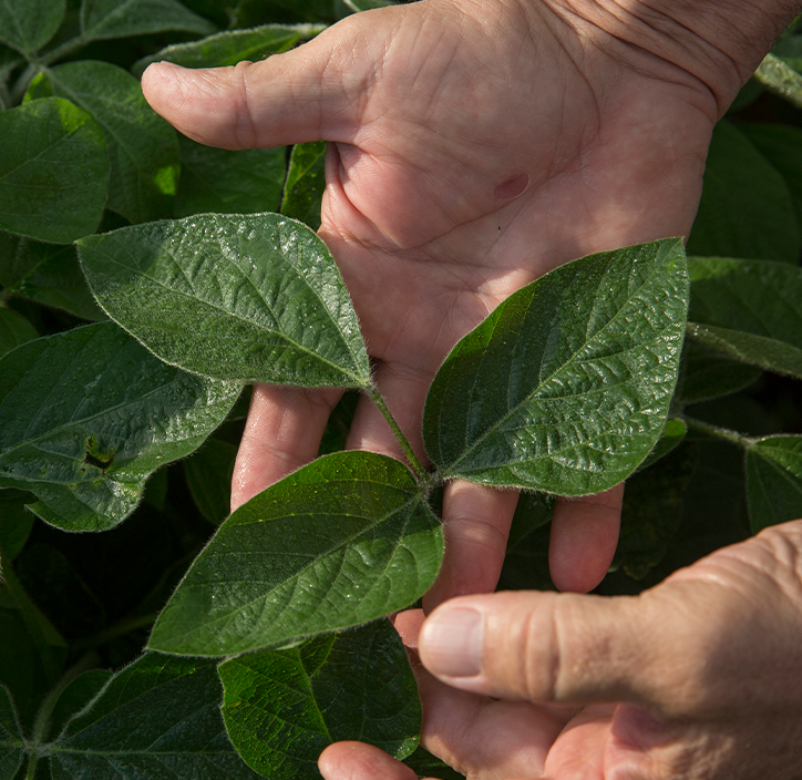 real soybeans