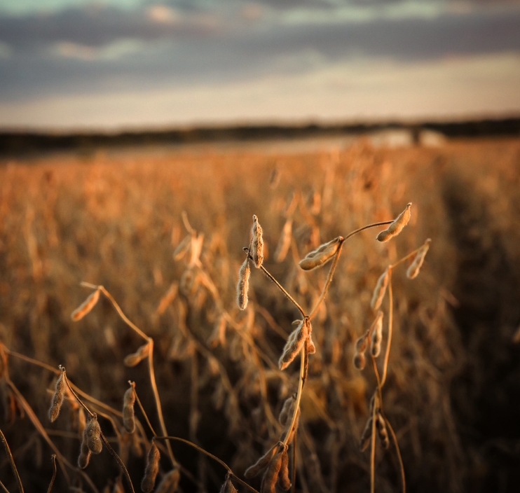 Soybean Harvest