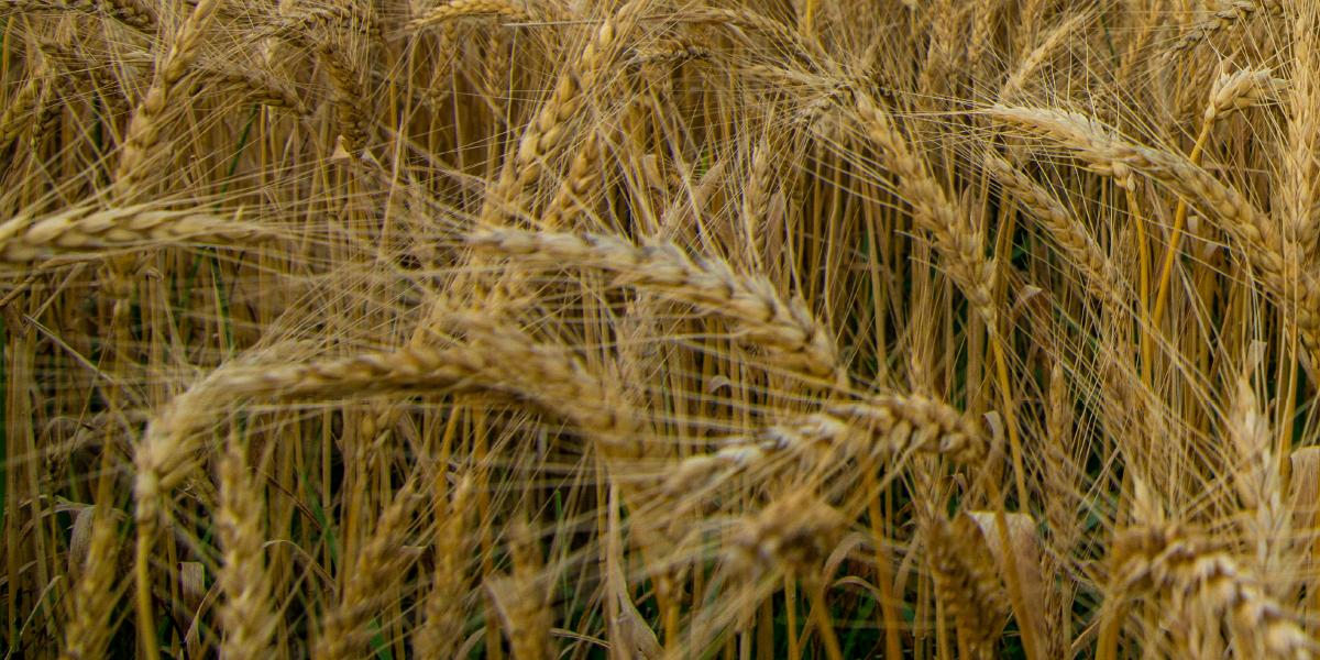 Seed Guide Industry News