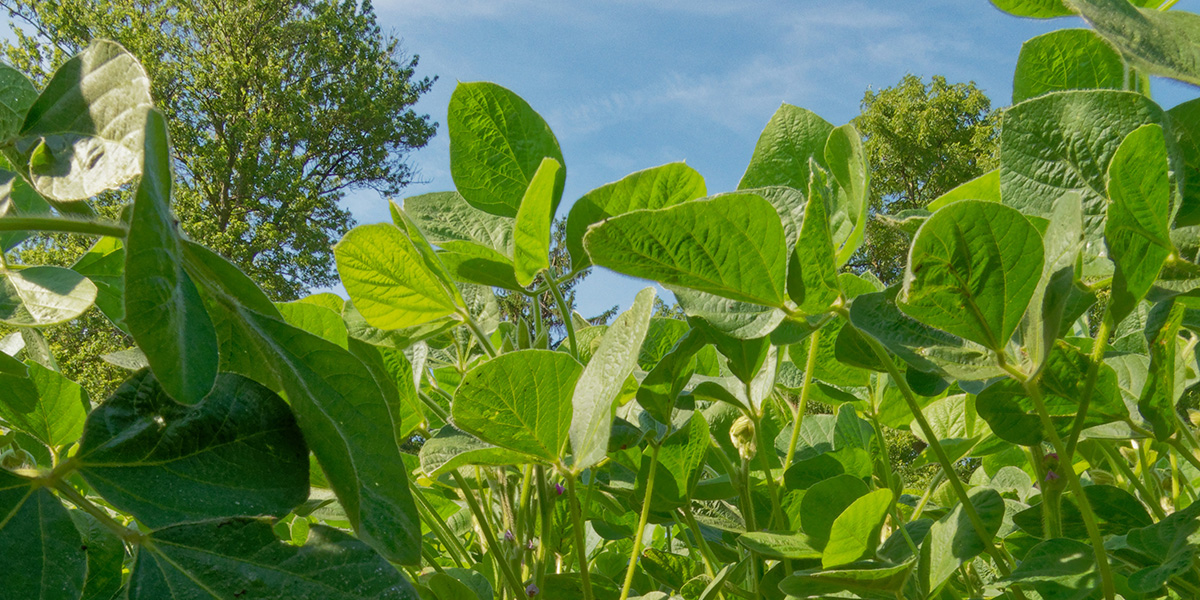 Seed Guide Industry News