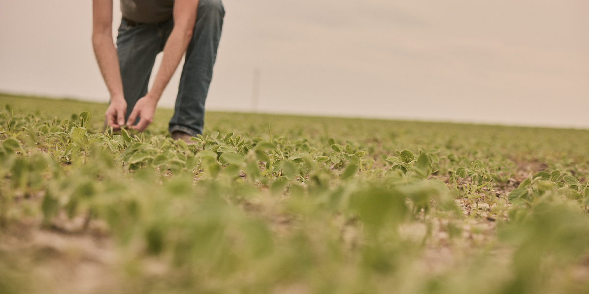 Seed Guide Industry News