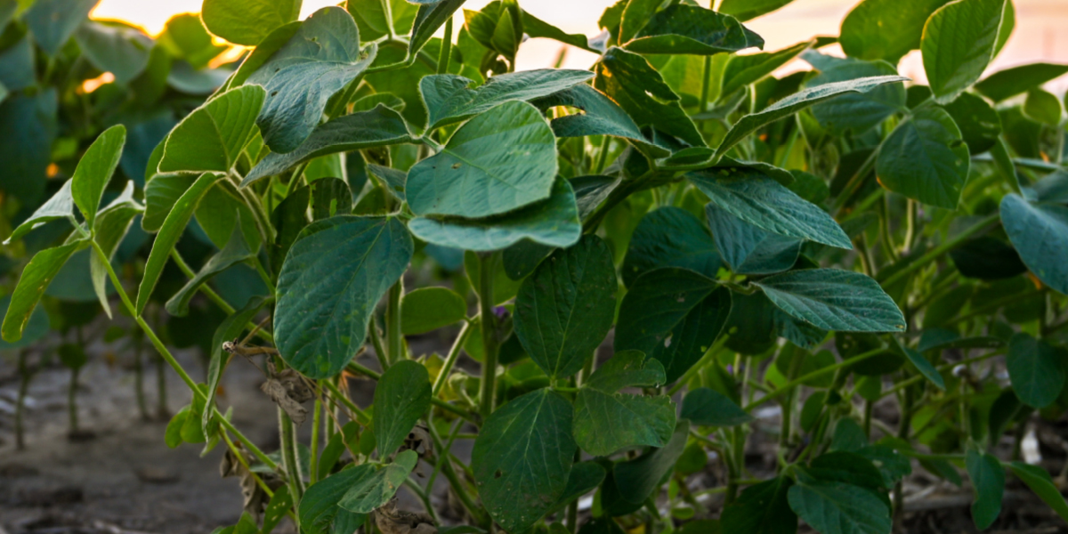 Seed Guide Industry News