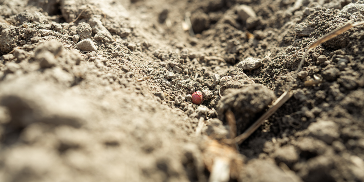 Seed Guide Featured Image