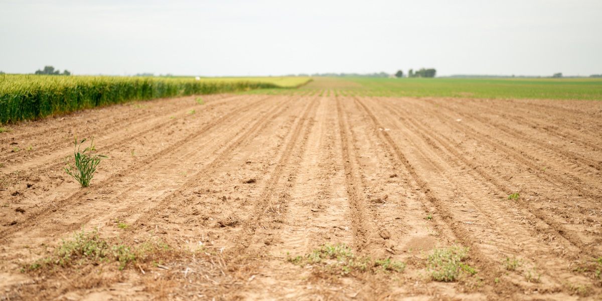 Seed Guide Featured Image