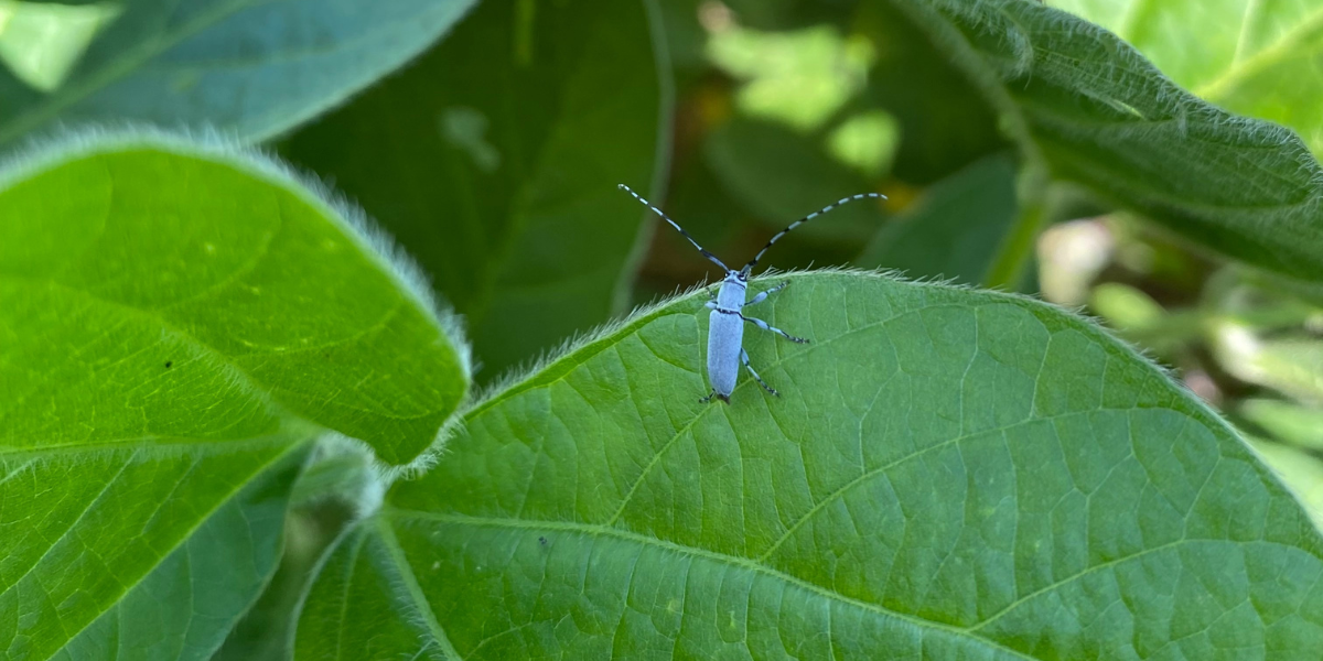 Seed Guide Featured Image