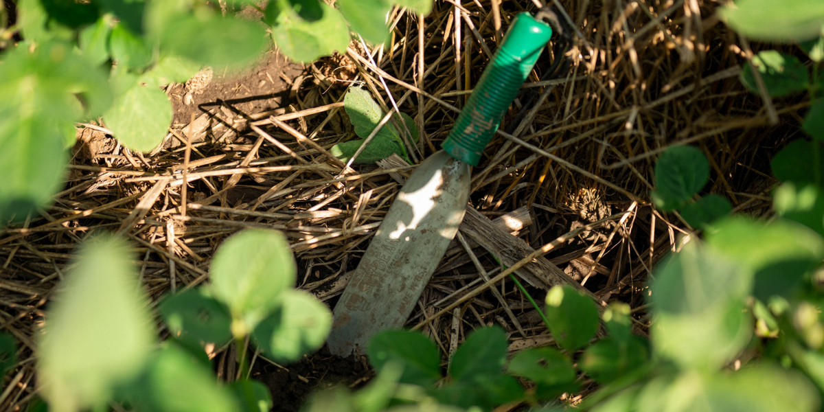 Seed Guide Featured Image