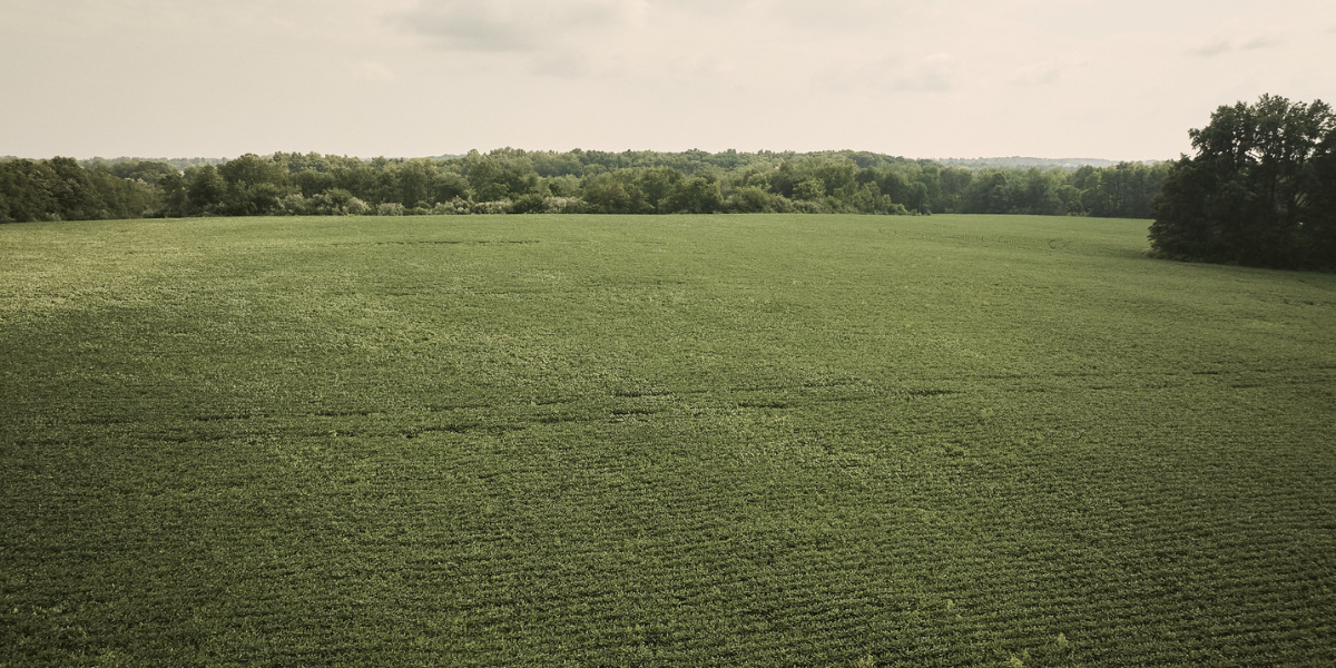 Seed Guide Featured Image