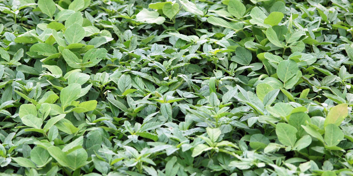 Seed Guide Featured Image