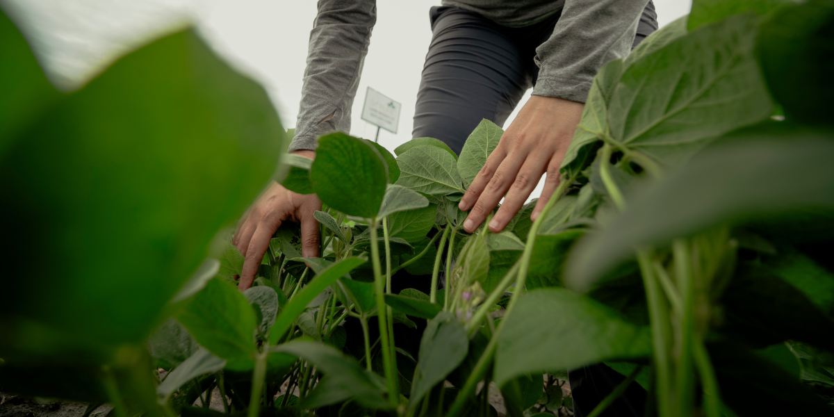 Seed Guide Featured Image