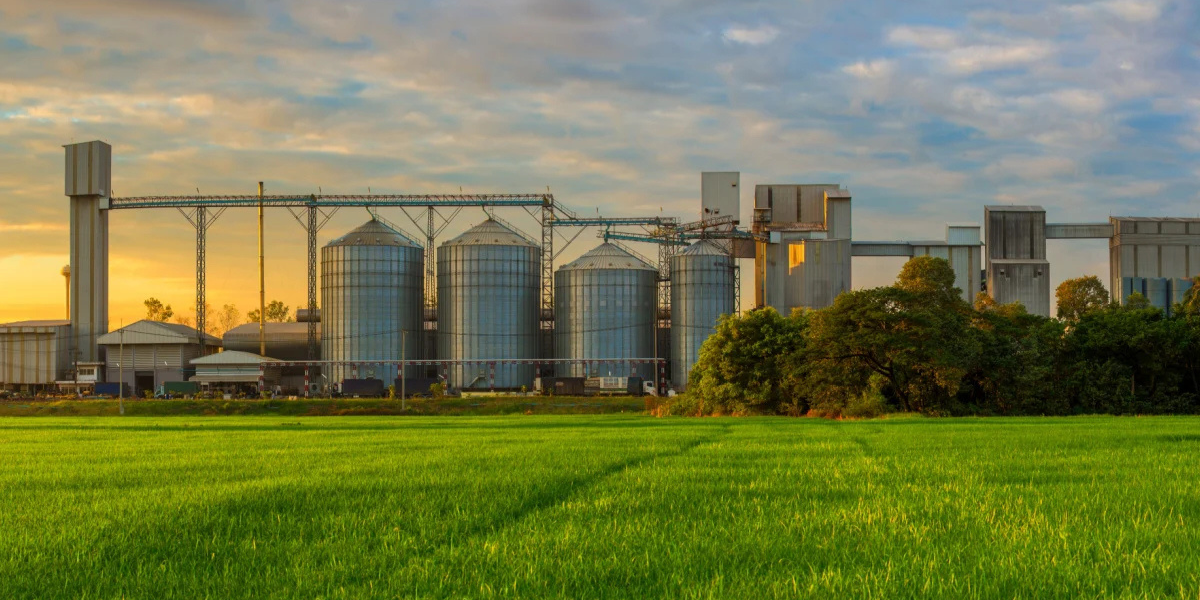 Seed Guide Featured Image