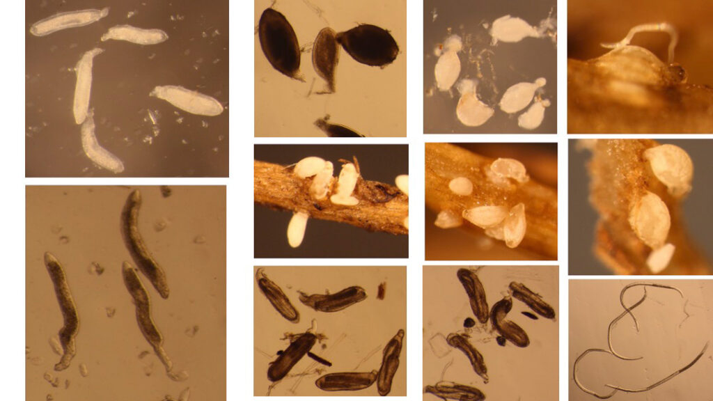 Male Female Worm Pics (1)