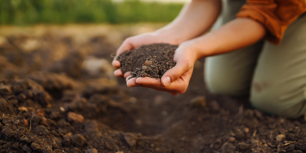 Seed Guide Featured Image