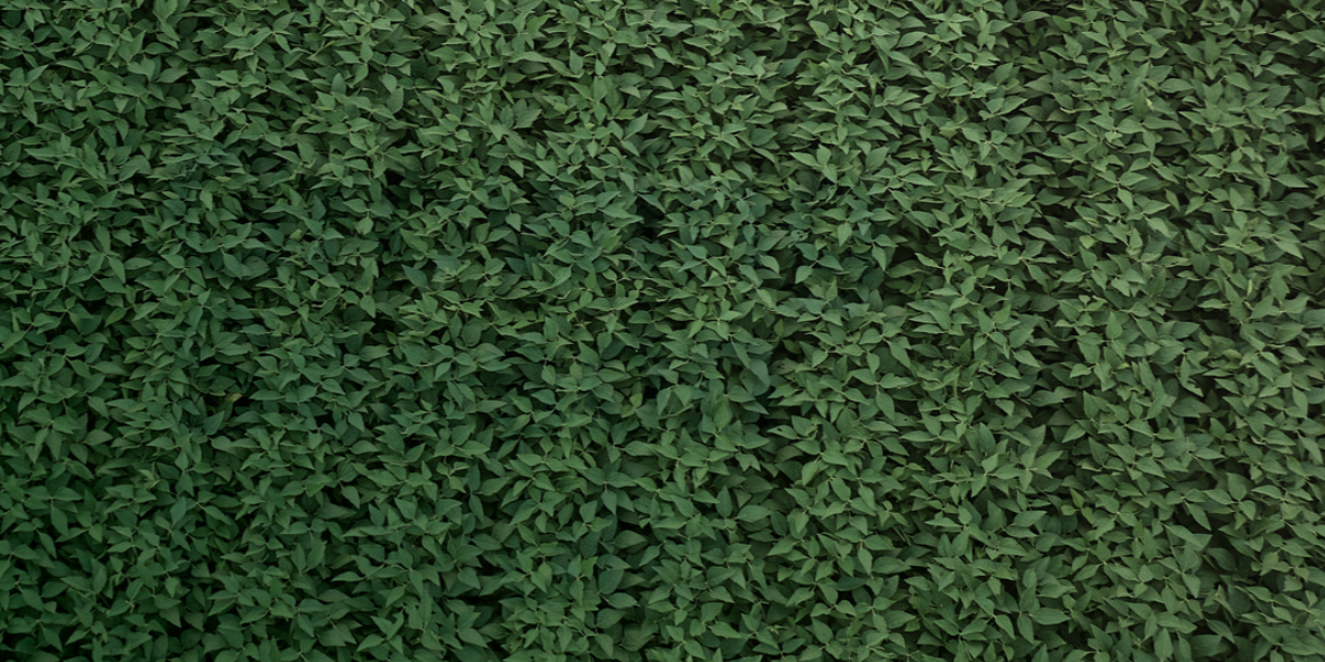 Seed Guide Featured Image