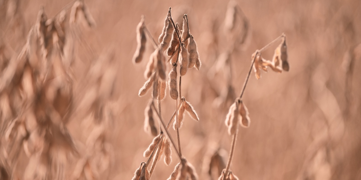 Seed Guide Featured Image
